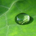 /album/galleria-foto-chi-siamo/acqua-15-goccia-su-foglia-jpg1/